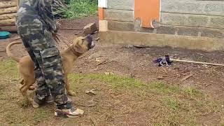 Extremely aggressive boerboel puppy#boerkabete