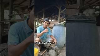 Lagi ngasah arit malah di ledekin #viralvideo #comedy #tukangngarit