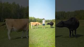 Can you tell which cow is fake?  #cgi #3d #vfx