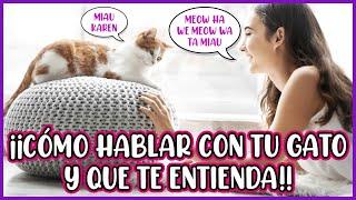 DESCUBRE el SECRETO para HABLAR con tu GATO y que te ENTIENDA! - SiamCatChannel