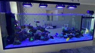 Waterbox peninsula 7225 rimless 220gal 800L reef aquarium build ep29. Update and alexa