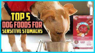 Top 5 Best Dog Foods for Sensitive Stomachs of 2024