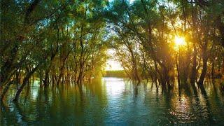 Film Documentar : Delta Dunării- Amazonul Europei / The Danube  - the Amazon of Europe / Дунай