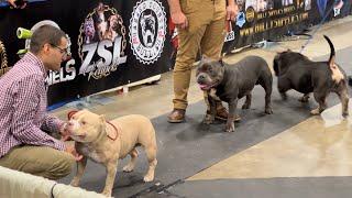 American Pocket Bully | Top 3 Facts 2024