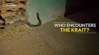 Who Encounters the Krait? | Snakes SOS: Goa’s Wildest | National Geographic