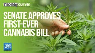 Senate Panel Approves First-Ever Cannabis Authority Bill | Dawn News English