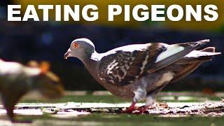 The history and virtues of eating pigeon meat (squab)