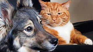 Funniest Animals  New Funny Cats and Dogs Videos  - Ep.32