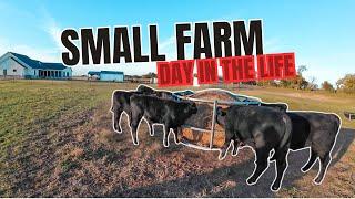 Small Cattle Farm | Day in the Life