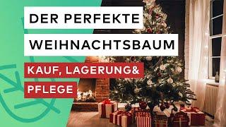 Der perfekte Weihnachtsbaum Kauf, Lagerung und Pflegetipps!