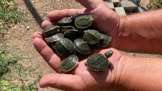 Llueve y al día siguiente me encuentro todas estas tortugas bebés.