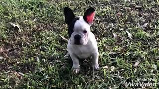 Direnna’s Snow Touch - macho - Bulldog Frances - Canil Direnna