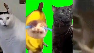 Popular cat memes 2023