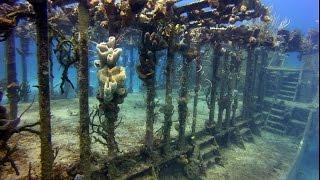 Bahamas Underwater World: Sharks, Shipwrecks, & Coral Reefs - A Underwater 3D Channel Film  (2D)