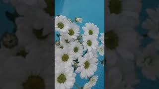 Chrysanthemum Bacardi   #flower #aesthetic #video #chrysanthemumbacardi #daisy #nature #myvideo