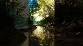 #forest #river #water #natural #mauntains #climbing #stone  #boards #team #work #enjoy #viral#video