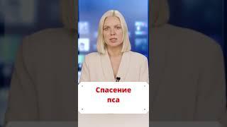 Спасение пса из западни - добрые новости сегодня