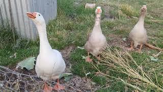 2-year-old pilgrim geese and five-week-old brown Chinese goslings.