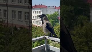 Гродненка приручила пару ворон и снимает их похождения на видео