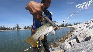 Mancing Ikan Tamok / Belanak / Loban Pakai ROTI PUTIH | Ultralight Fishing