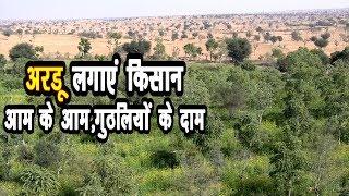 OrgenicFarming-जैविक खेती अरडू लगाने के कई फायदे ||Thar Shobha थार शोभा खेजड़ी||