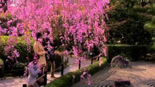 Taizo in Temple (退蔵院): Sakura Hotspots in Kyoto 2013!