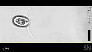 Watch a single-cell alga gallop | Science News