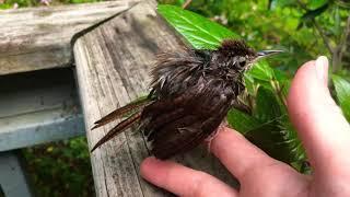 Rescued a Wren