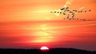 Beautiful Sunrise Video with birds | Early morning time Lapse