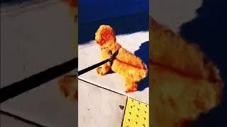 #funnyvideos #toypoodle #cute