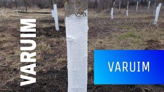 Varuire pomi fructiferi din livada 2020 De ce dăm pomii cu var Organic Orchard LivadaBio VALEXiTV e5