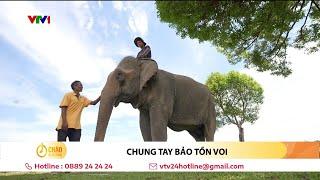 Những cơ hội cuối cùng để nhân giống voi nhà Đắk Lắk | VTV24