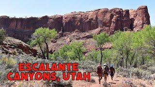 Backpacking the Escalante Canyons - Silver Falls Creek/Choprock Canyon Loop (3 Days)