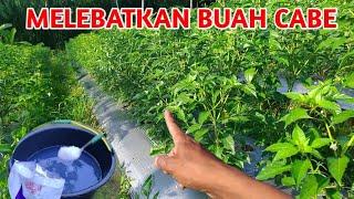 CARA MELEBATKAN BUAH CABE