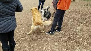 Dogs fighting at dog park