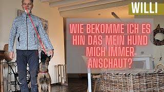 Wie bekomme ich es hin das mein Hund mich anschaut? @Willi der Malinois