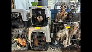 Operation Cruel Confines: 175 neglected animals rescued from a backyard breeder