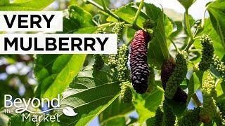 Largest Mulberry U-Pick Farm | Very Mulberry