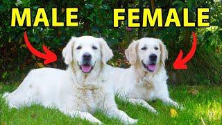 Male vs. Female Golden Retriever: 10 Differences Between Them