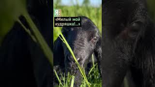 Милый барашка-кудряшка. ОООчень милый  #shorts #ферма #овцы #hissar #гиссар