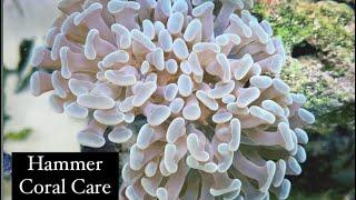 Hammer Coral Care Guide - Easy Beginner Corals - Lighting, Flow & Feeding (Euphyllia ancora)