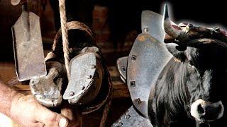 Oxen blacksmith with red hot molded horseshoes and their placement on a traditional lathe