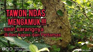 Menegangkan !!! Pengambilan Sarang Tawon Ndas