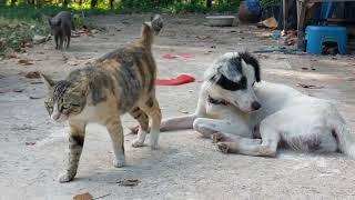 Cat and dogs  สัตว์เลี้ยงแมวและหมา #หมาน่ารัก #แมวน่ารัก #Living together #dogvideo #dog #catvideos