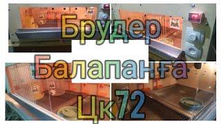 Брудер ЦК72 балапанға автоматтандырылған