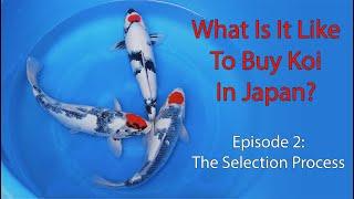 What Is It Like To Buy Koi In Japan? Episode 2 - The Selection Process