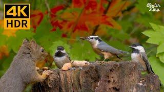 Cat TV 8 hoursBirds, chipmunks, squirrels, and the fall maple leaves(4K HDR)