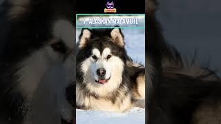 Top 10 best Dog Breeds For Hiking and Outdoor Activities #shorts #viral #dog #germanshepherd #usa