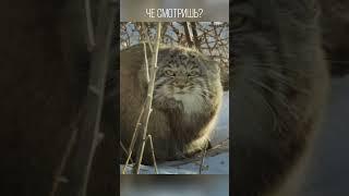 A small wild cat that no one needs. Manul