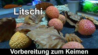 Litschi zum keimen bringen. Von der Frucht zur Vorbereitung der Litschi Samen. Litchi chinensis